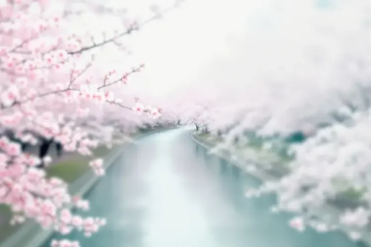 目黑川樱花道